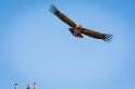 19 Colca Canyon, condor